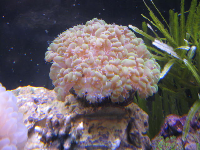 tank images