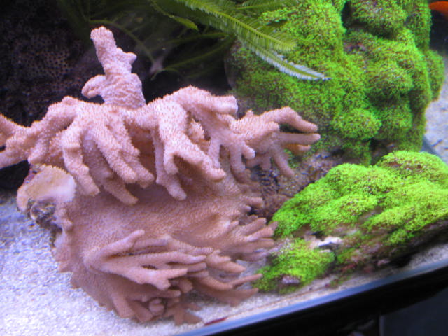 tank images