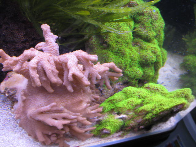 tank images