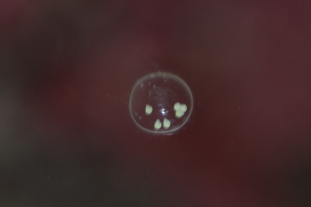 Eggs on glass. Not sure what is laying these but they are always theres. Snails?