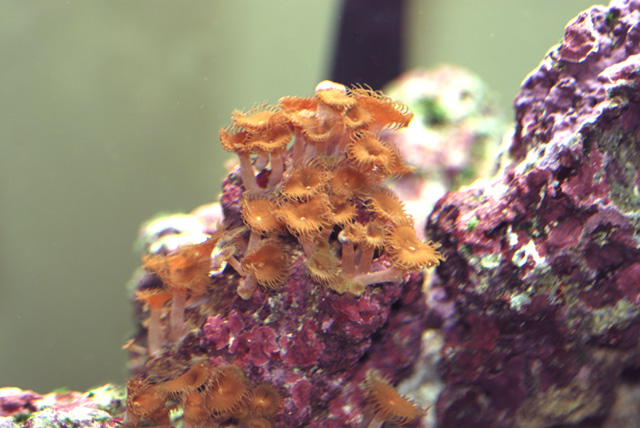 This beautiful, brown polyp began growing but I have not been able to identify it.