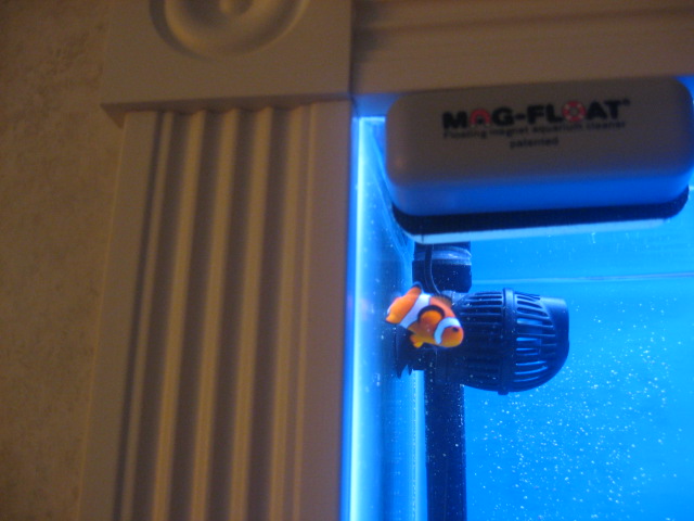 my one and only fish in the aquarium.  not for long