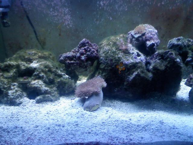leather toadstool coral<br />
purchased aug 18th at tropic isle in MA [$50]