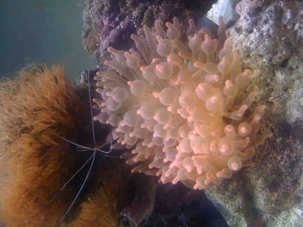 This is what the anemone was like just a few days after its introduction.
