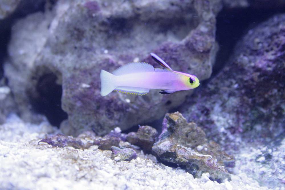 Helfrich Firefish