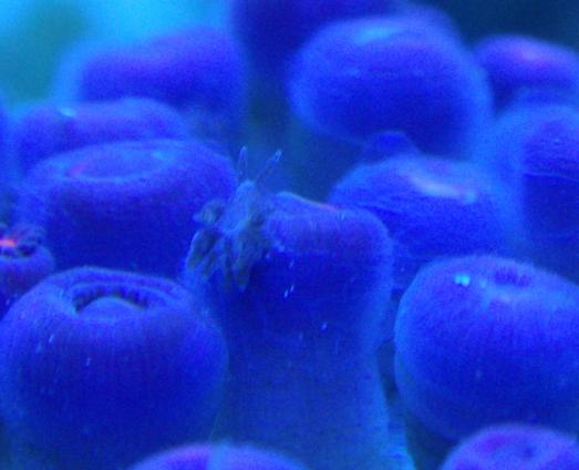 zoa eating nudibranch