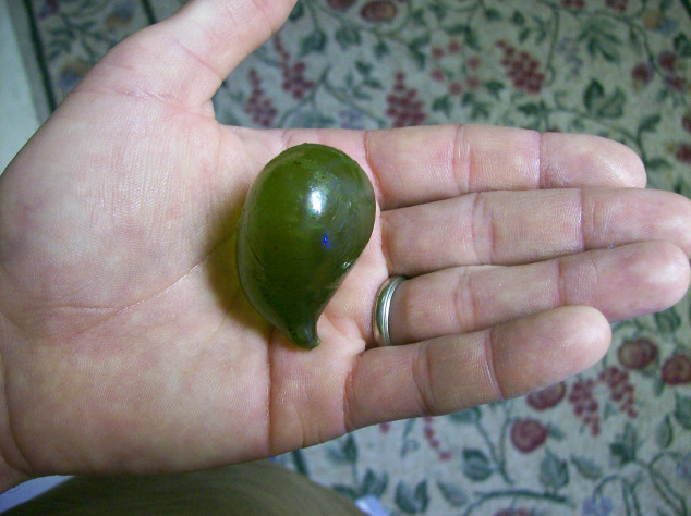 A very large &amp;quot;bubble algae&amp;quot;
