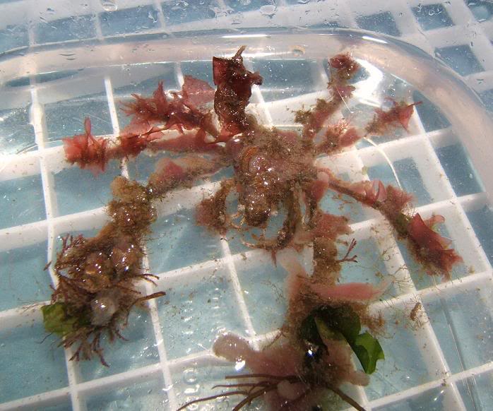 decorator crab