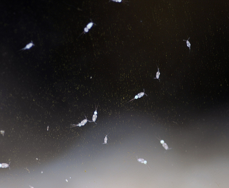 copepods