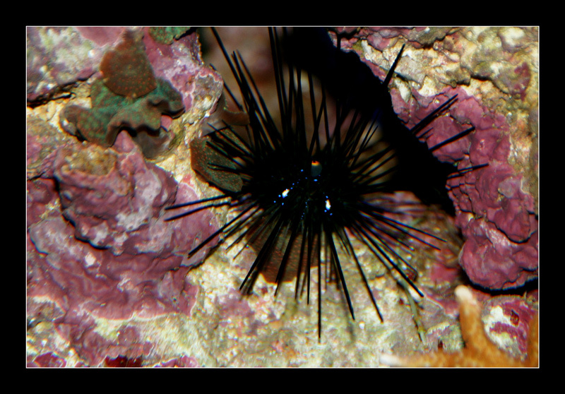 Diadema setosum
