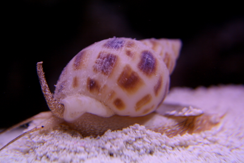 Super Tongan Nassarius Snail (Nassarius distortus)