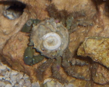 emerald crab and spirorbid worm