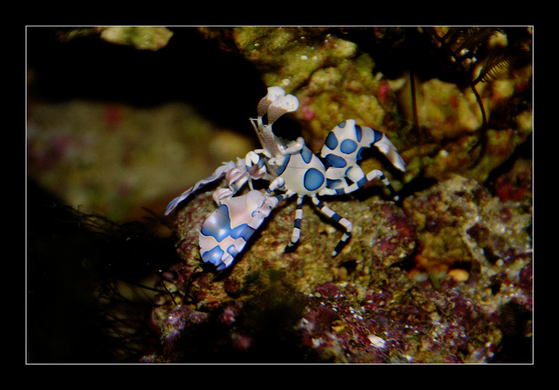 harlequin shrimp