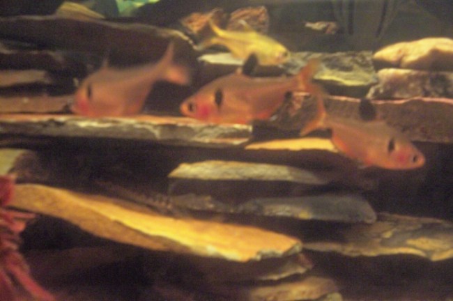 my tetras coming out from hiding in the rocks
