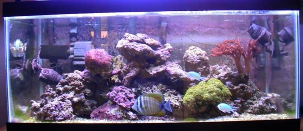 Here is a 50 that I started 6 months ago, I have no mechanical filtration except the Remora Pro Mag...