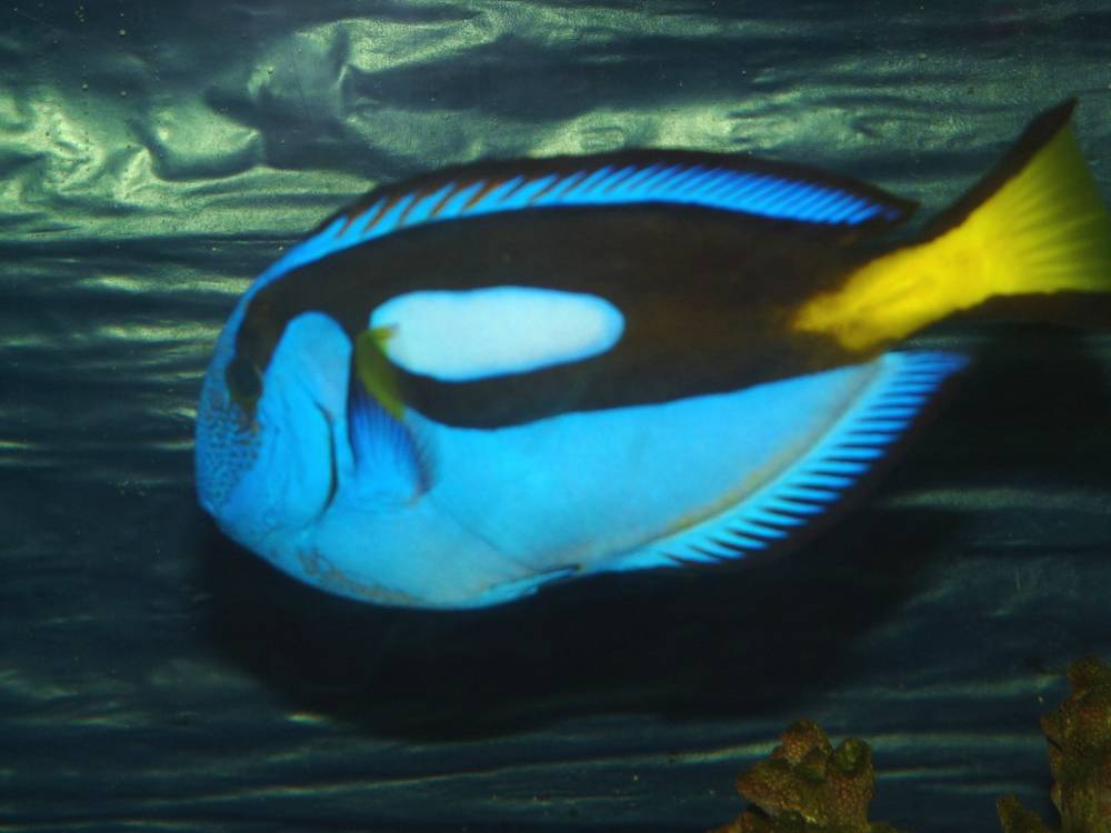 Blue Regal Tang