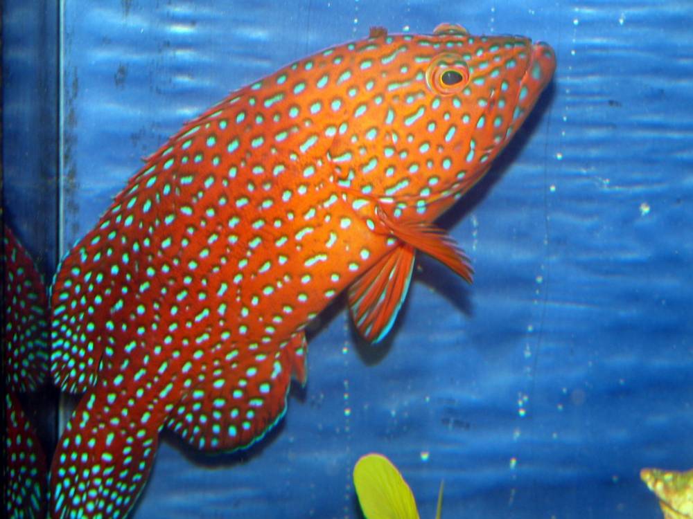 Miniatus grouper