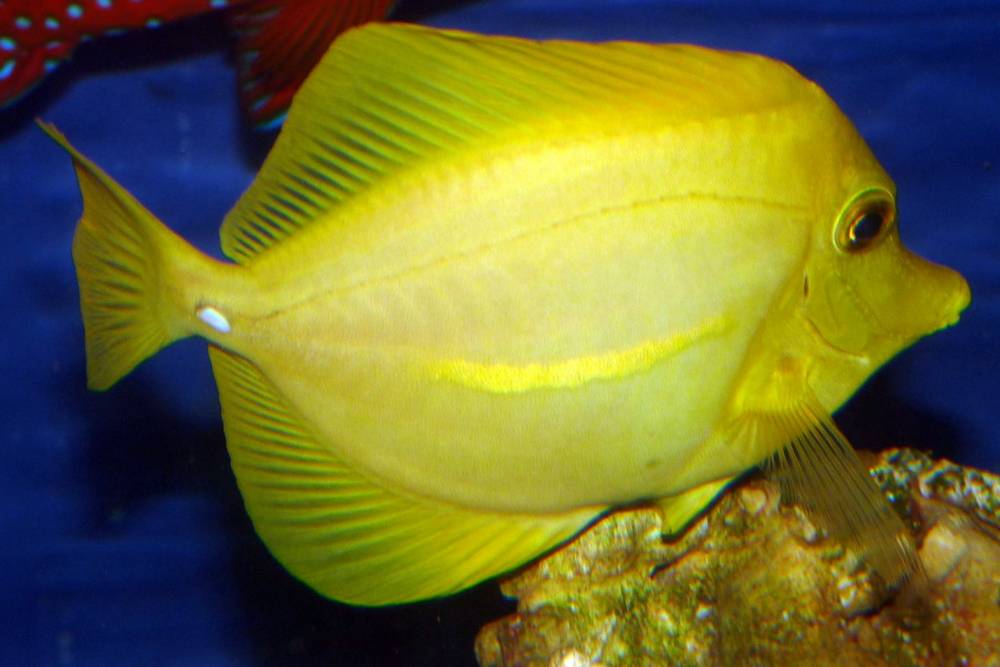 Yellow tang