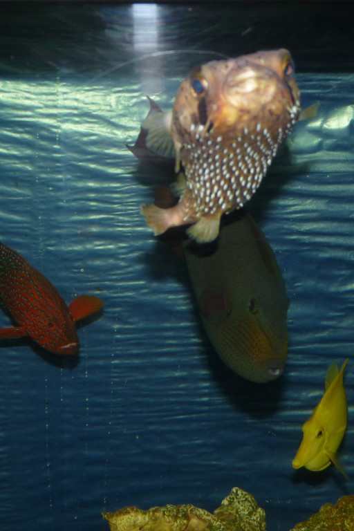 Porcupine puffer