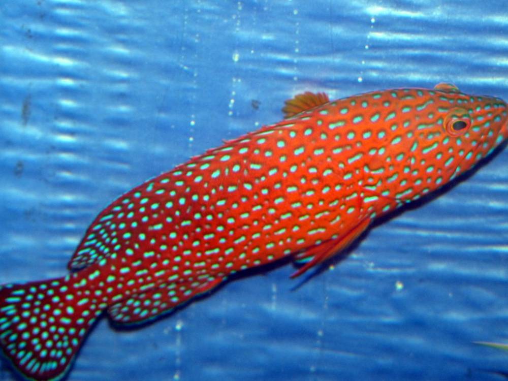 Miniatus grouper