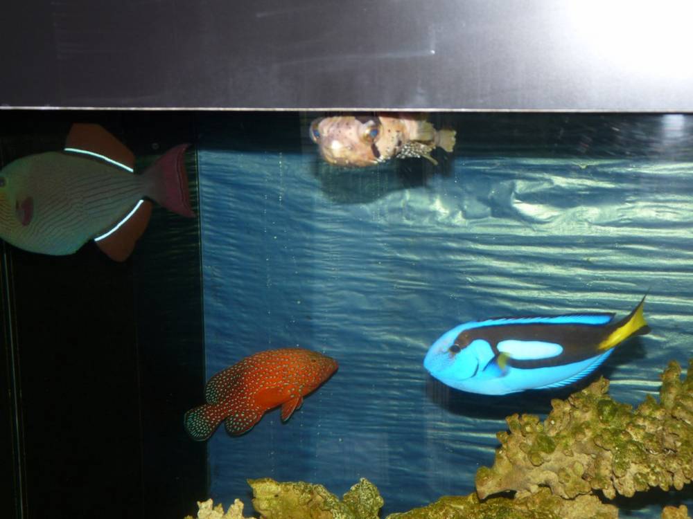 Trigger, puffer, regal tang and miniatus grouper