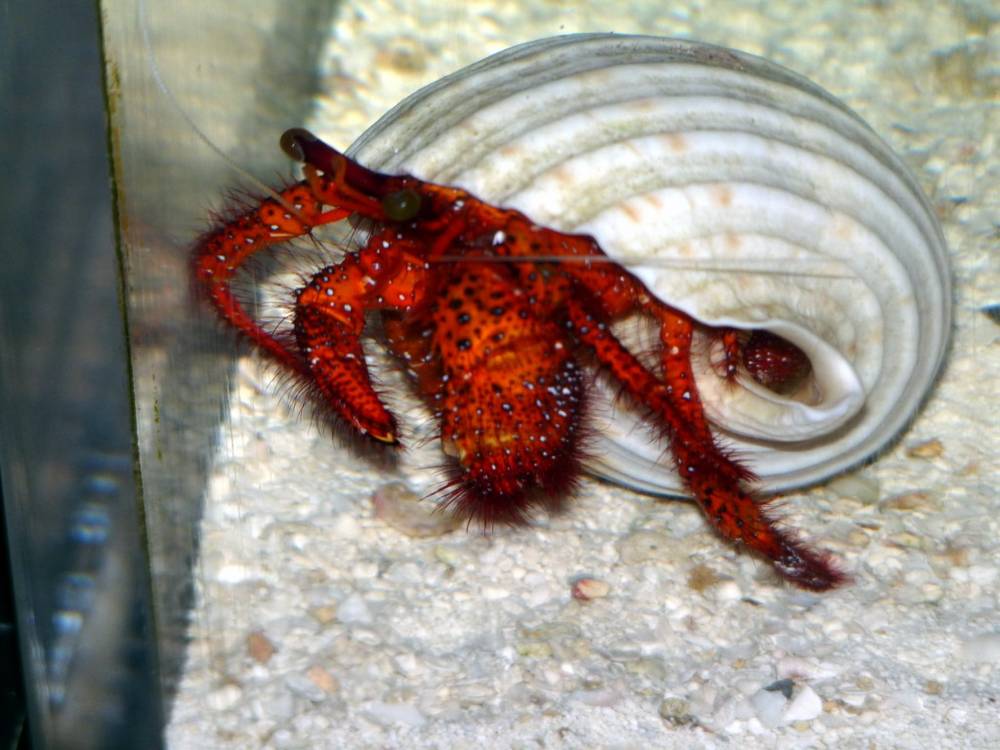 Hermit Crab