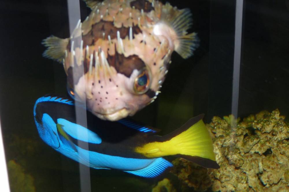 Porcupine Puffer and Blue Tang