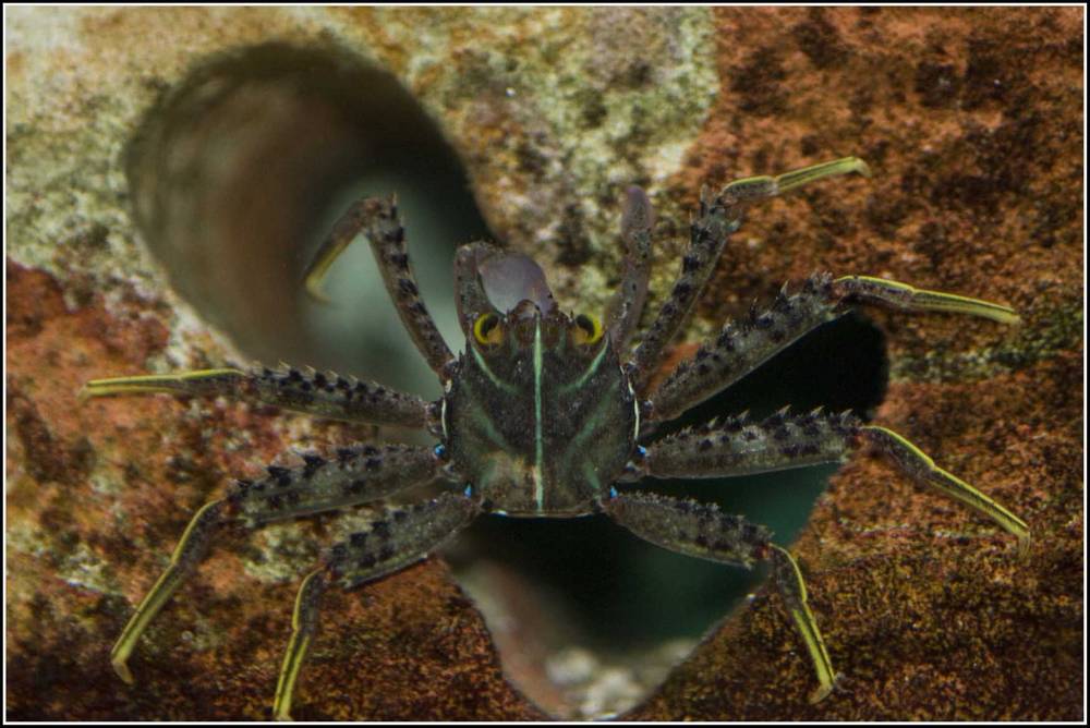 Sally Lightfoot crab