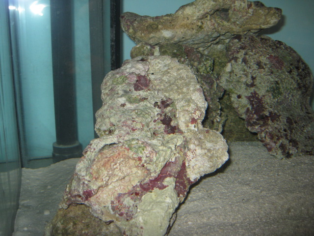 Indonesian live rock before aquasculpting