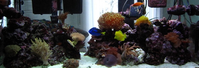 My 2-year-old reef aquarium