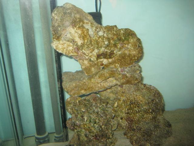 my indonesian live rock after 4 weeks