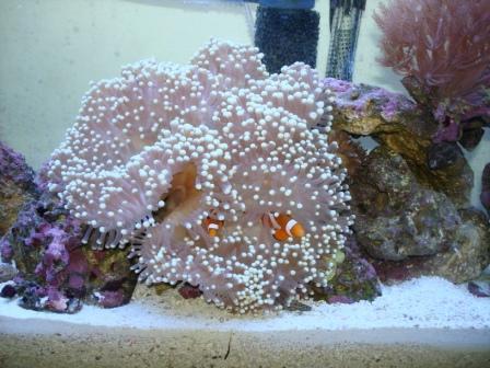 Magnifica anemone and clowns