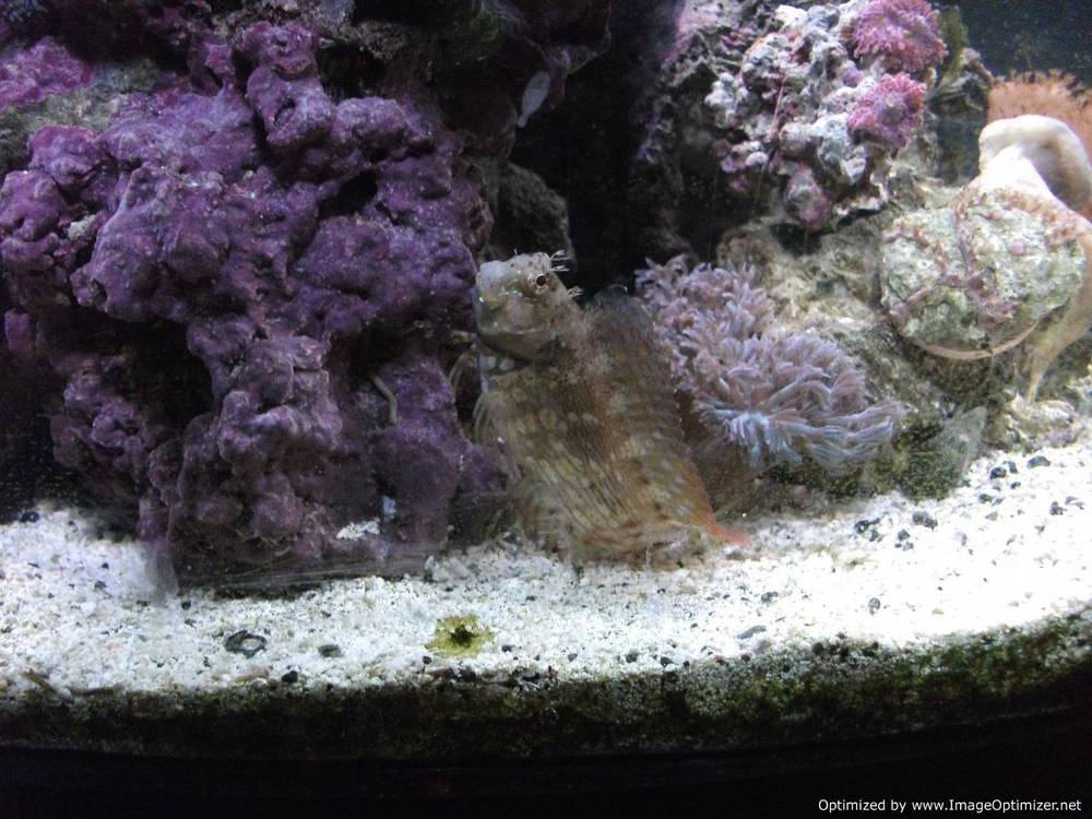 This is my favorite fish