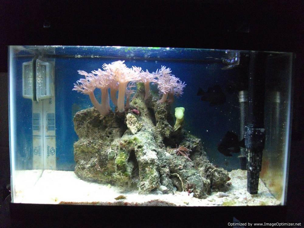 Few coral whatever im tired of picking up in the 28G