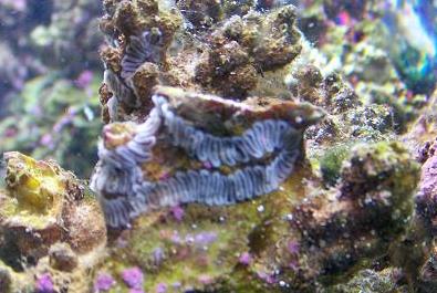 What is this in my tank?