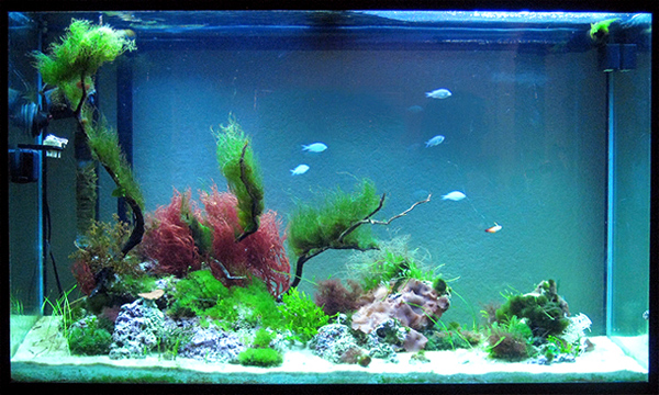 110X, 4 x 54w Tek Light 6500k/actinic