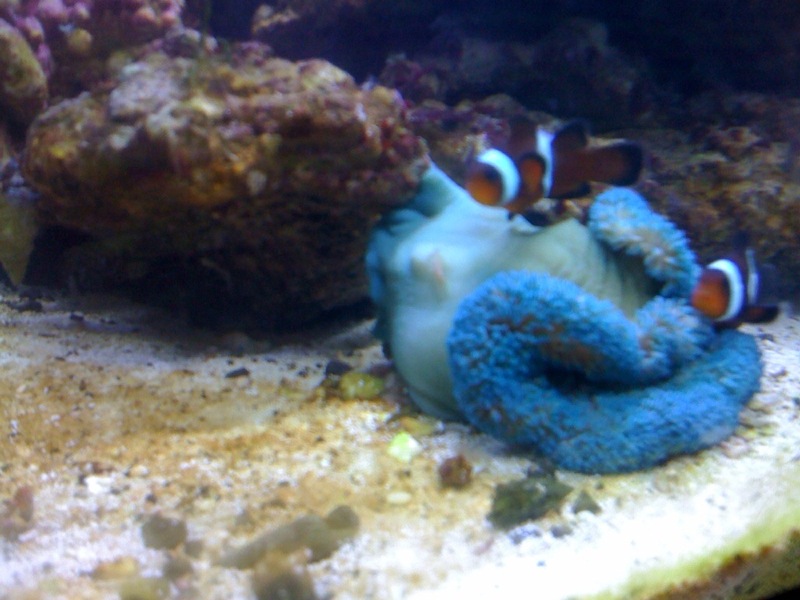Blue Carpet Anemone