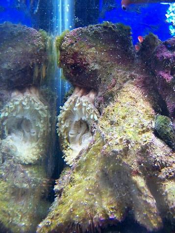 Is my BTA sick?
