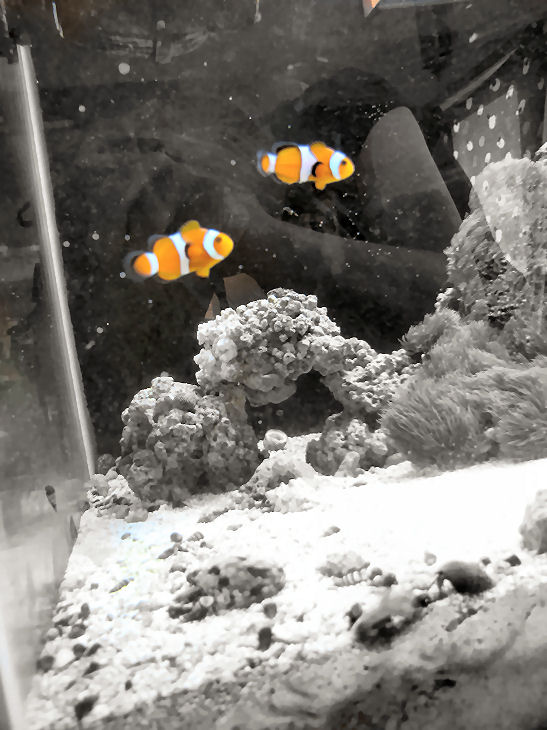 clown fish