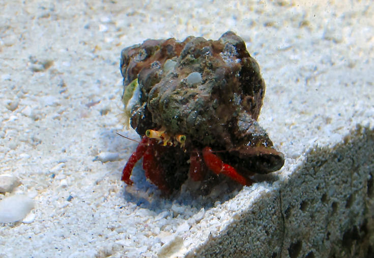 Just one of My red hermits <img src="styles/default/xenforo/clear.png" class="mceSmilieSprite...