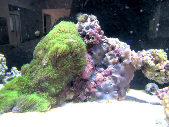 GSPs and Purple Mushrooms