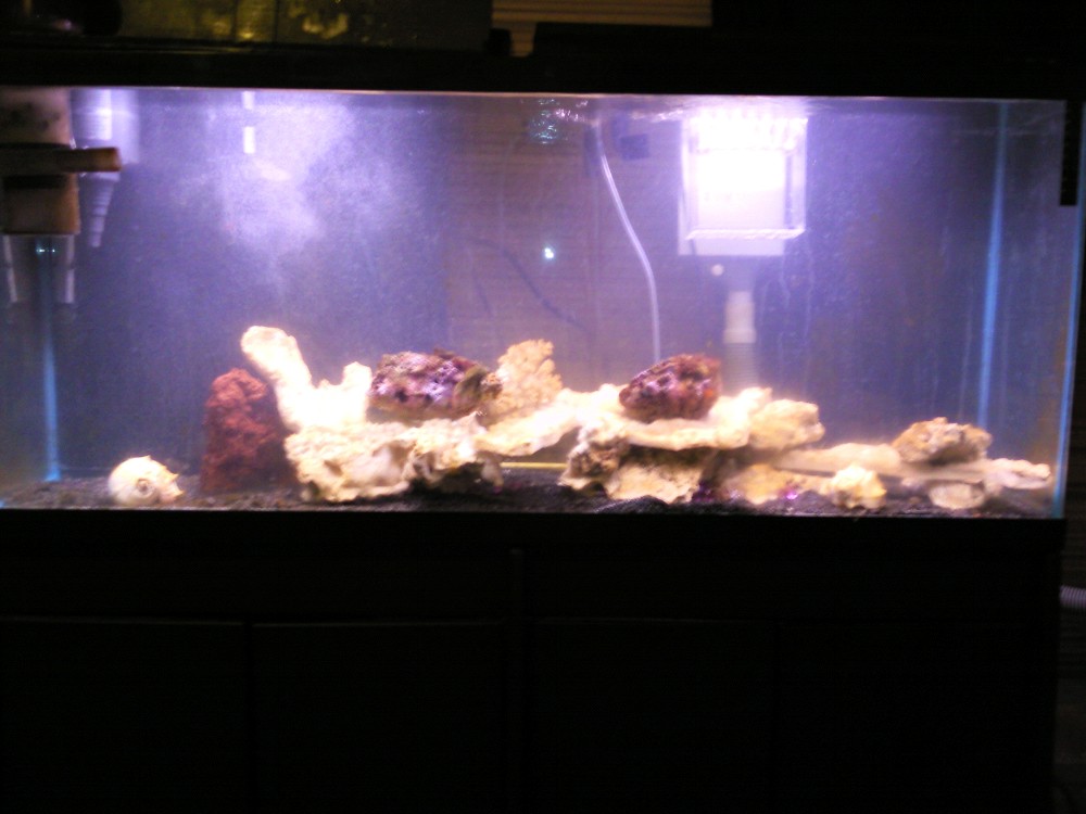 aquarium pics