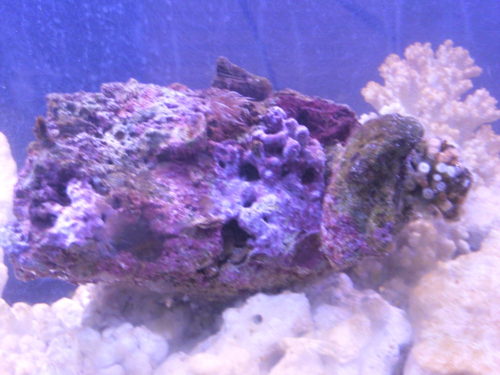 aquarium pics