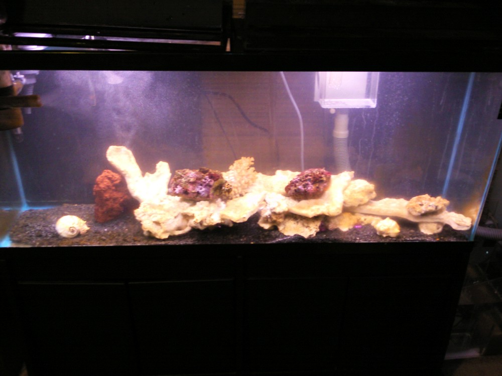 aquarium pics