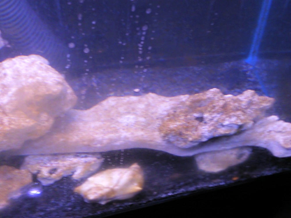 base rock @3 months