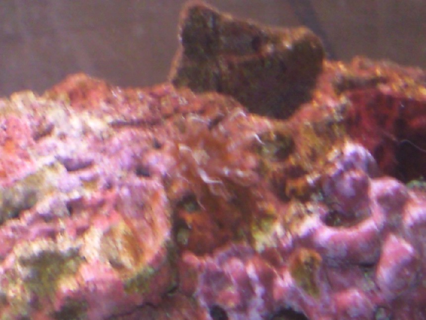 is this an apis.anen.???