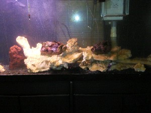 aquarium pics