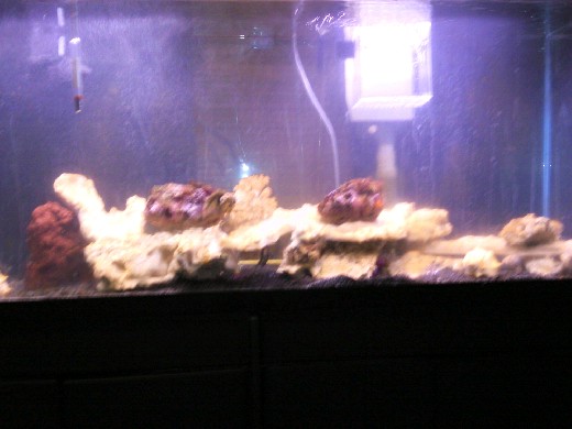 aquarium pics
