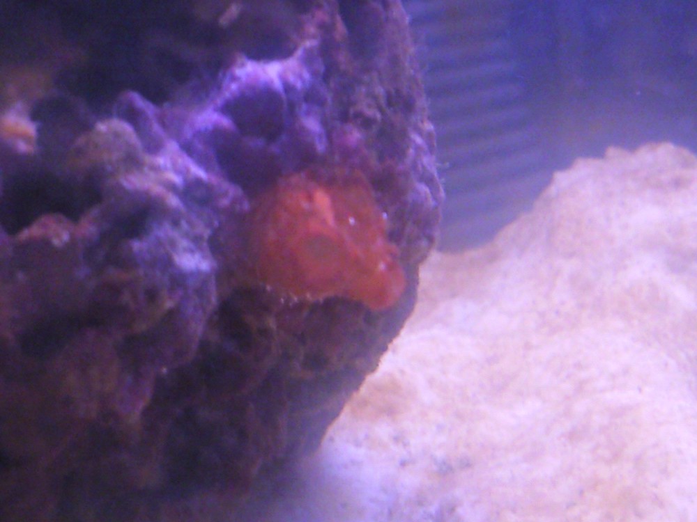 a better pic all i know is its alive