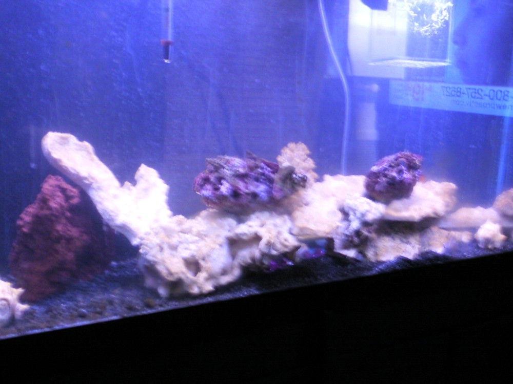 aquarium pics